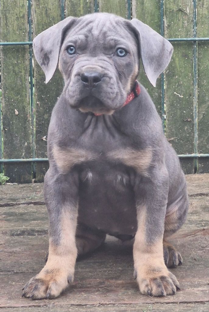 Cerberes Legend - Chiot disponible  - Cane Corso