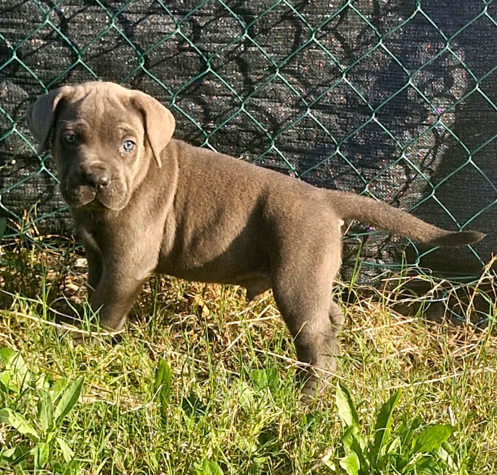 Cerberes Legend - Chiot disponible  - Cane Corso