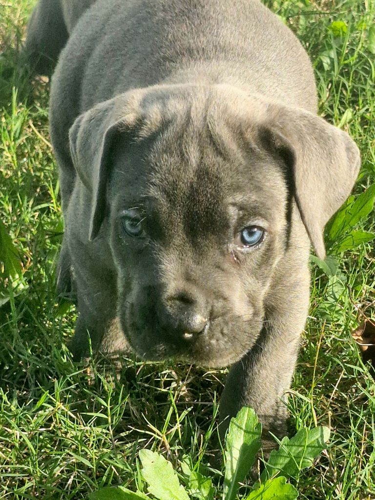 Cerberes Legend - Chiot disponible  - Cane Corso