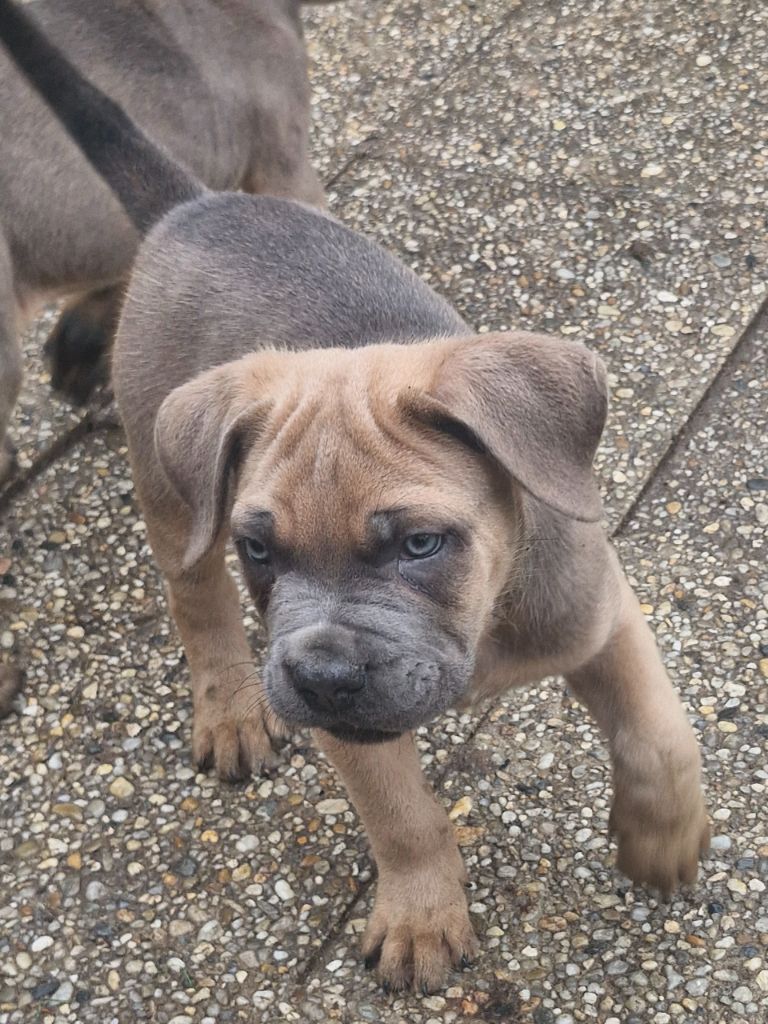 Cerberes Legend - Chiot disponible  - Cane Corso