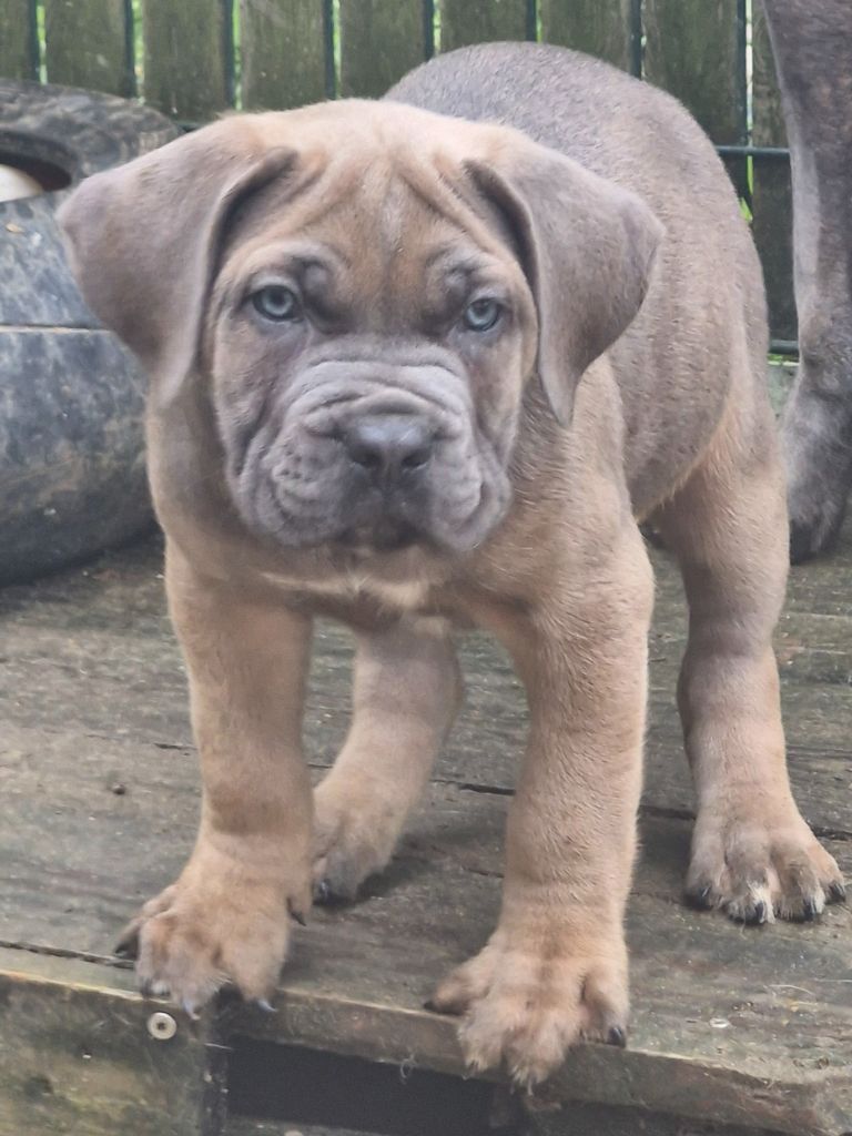 Cerberes Legend - Chiot disponible  - Cane Corso