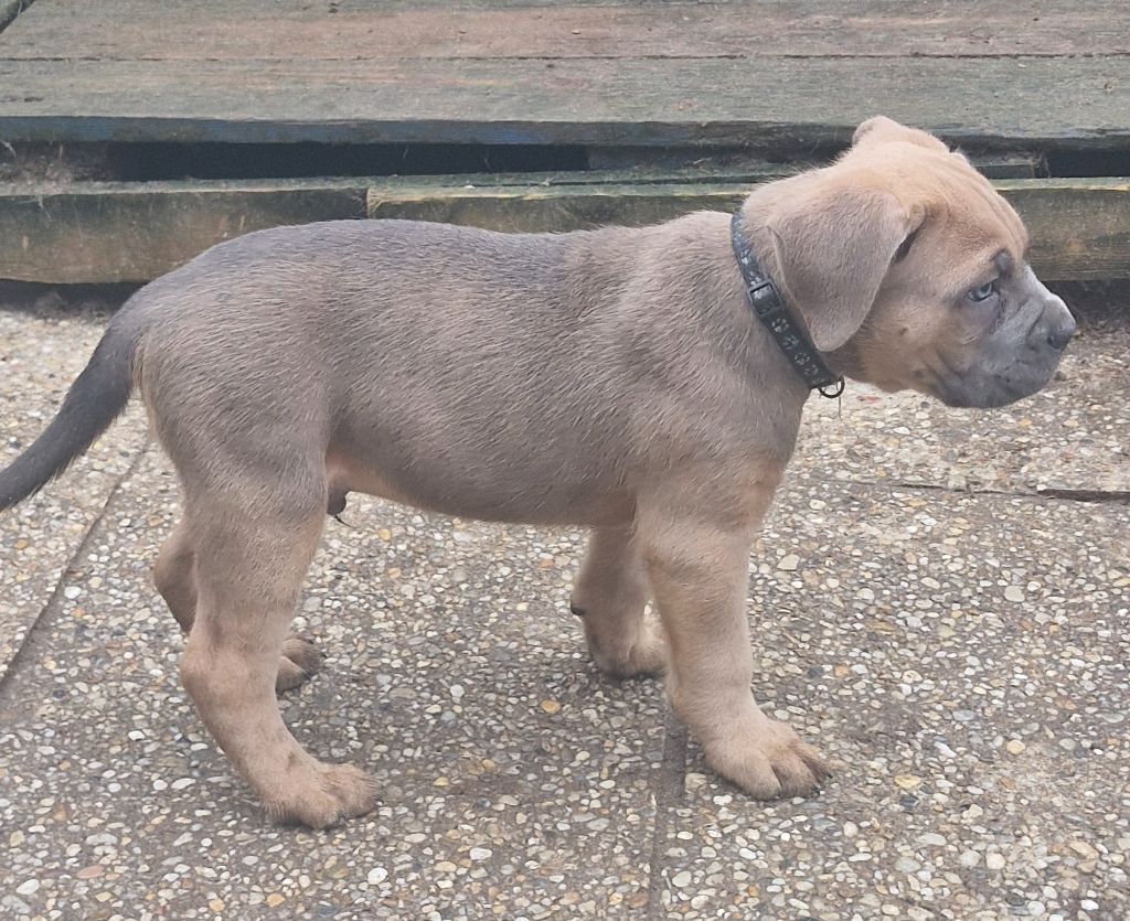 Cerberes Legend - Chiot disponible  - Cane Corso