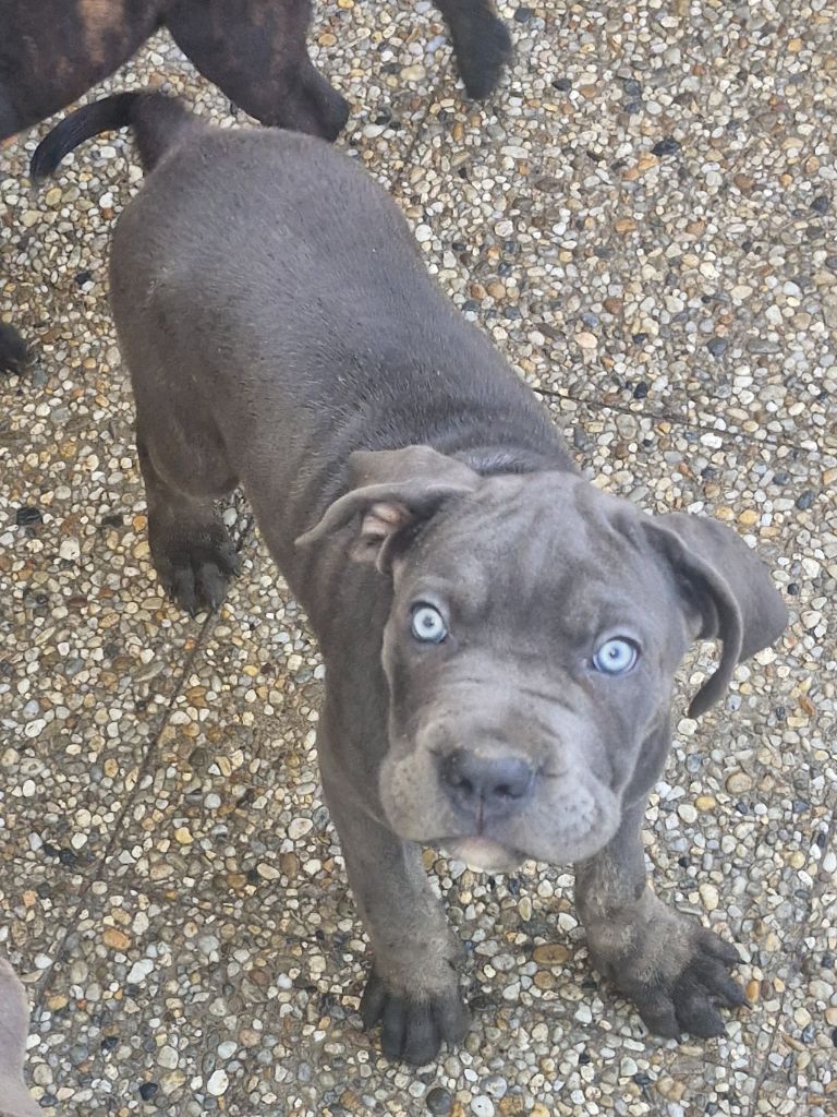 Cerberes Legend - Chiot disponible  - Cane Corso