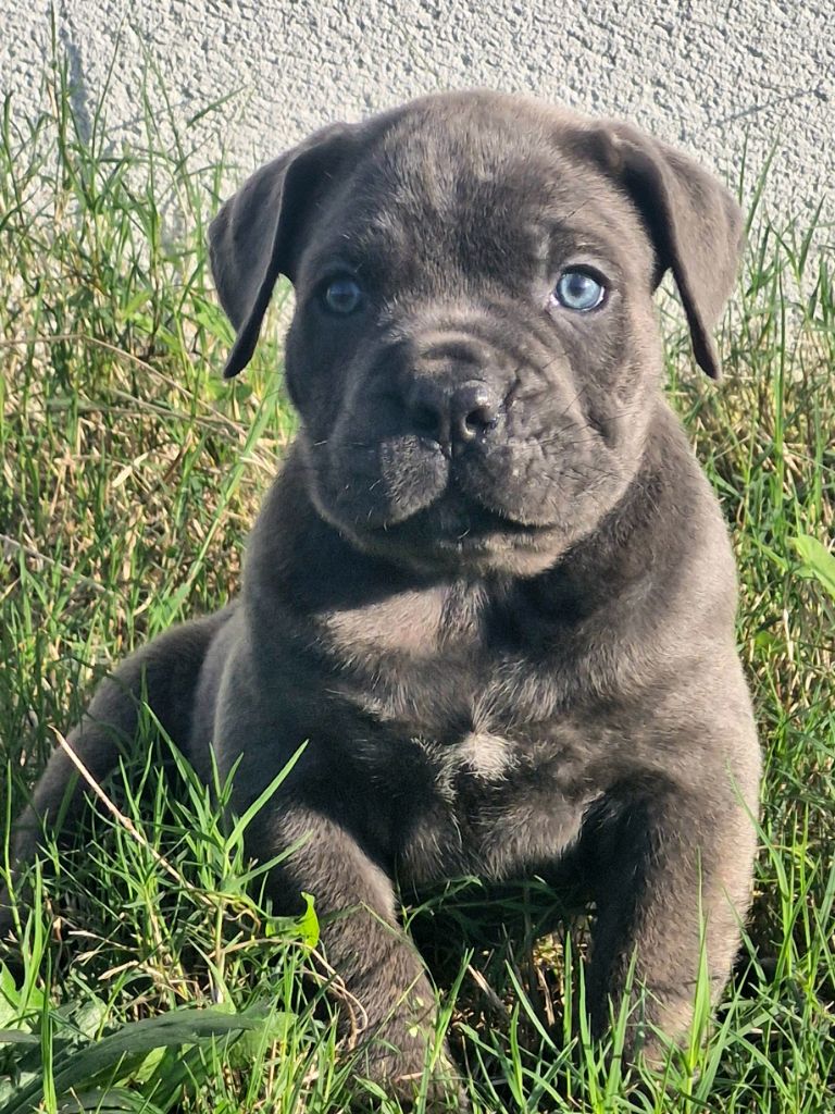 Cerberes Legend - Chiot disponible  - Cane Corso