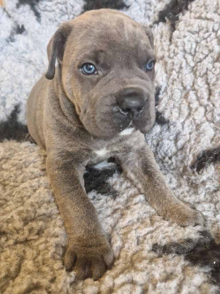 Cerberes Legend - Chiot disponible  - Cane Corso