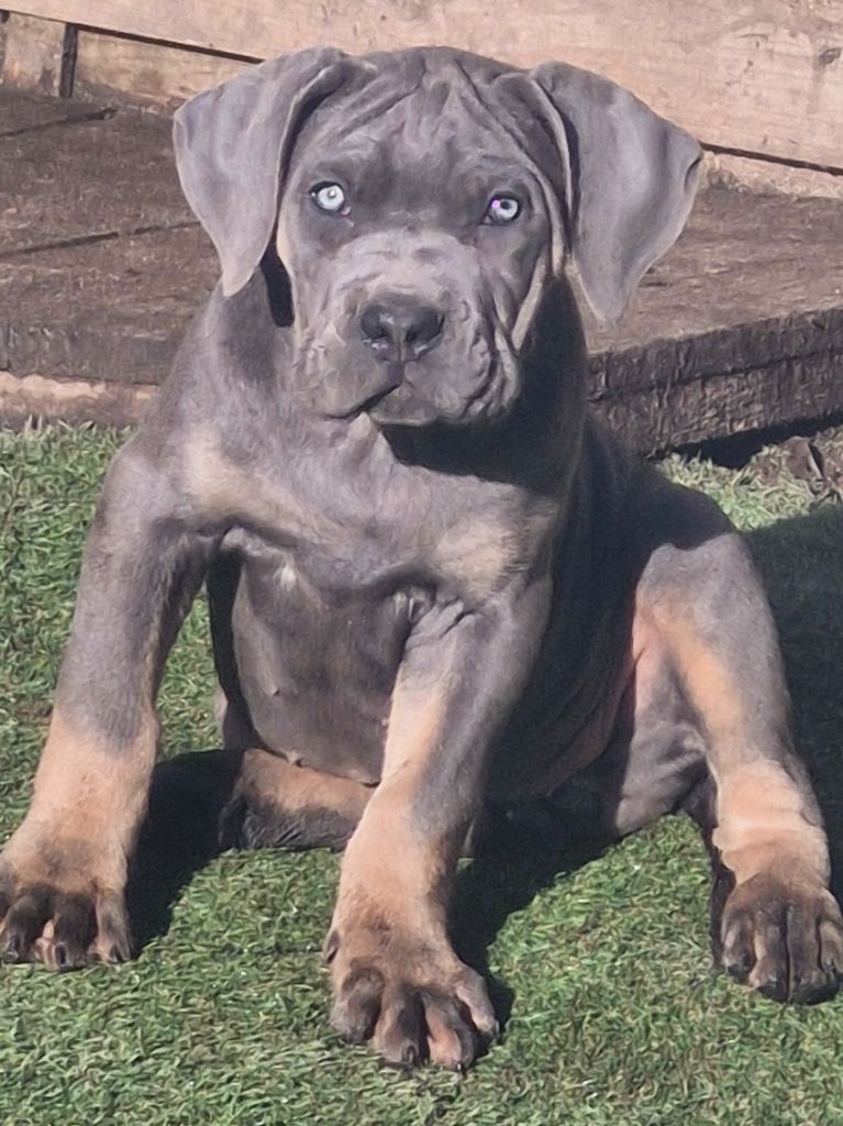 Cerberes Legend - Chiot disponible  - Cane Corso