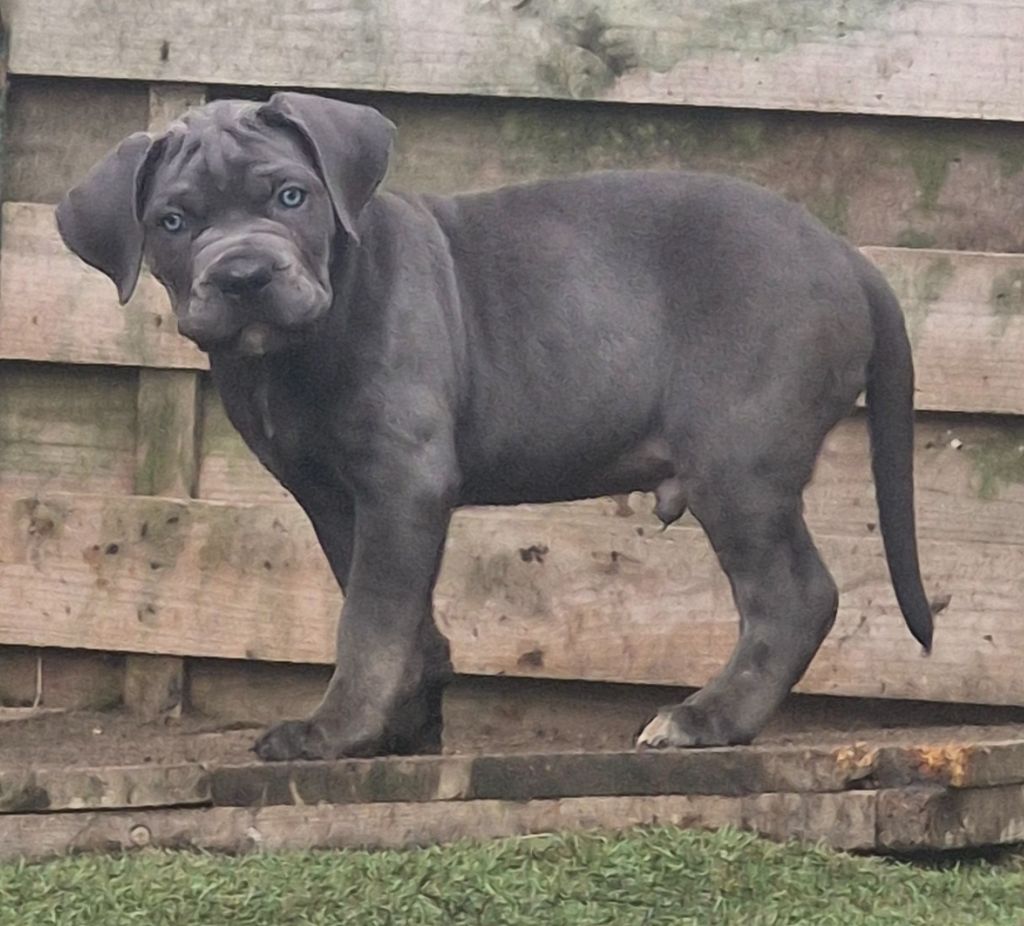 Cerberes Legend - Chiot disponible  - Cane Corso