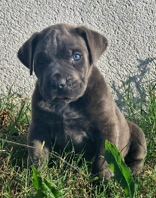 Cerberes Legend - Cane Corso - Portée née le 14/09/2024