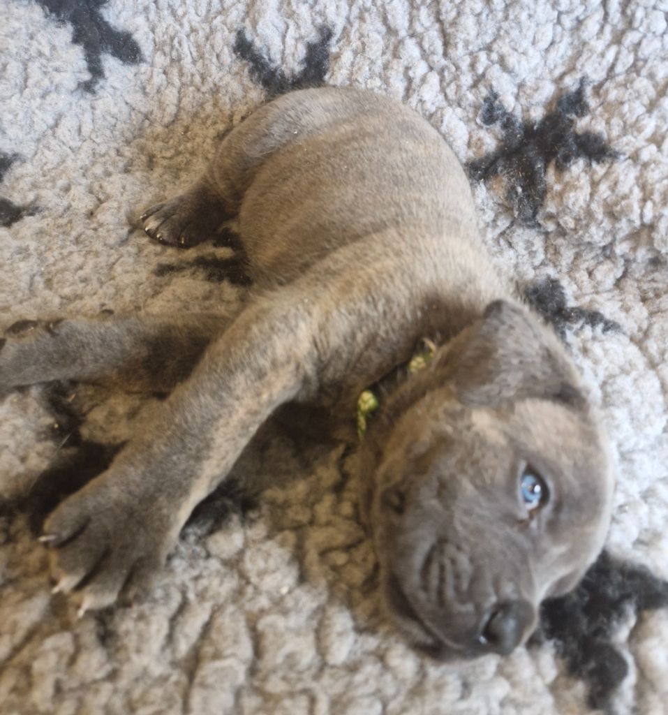 Cerberes Legend - Chiot disponible  - Cane Corso