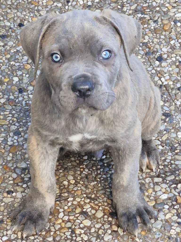 Cerberes Legend - Chiot disponible  - Cane Corso