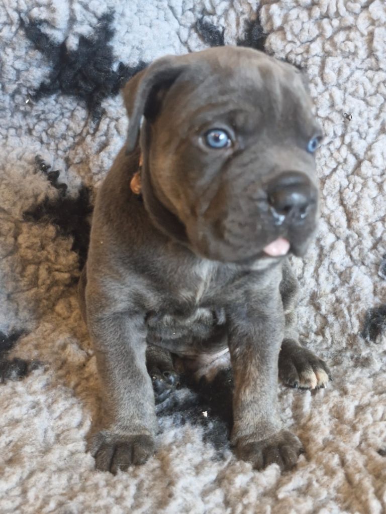 Cerberes Legend - Chiot disponible  - Cane Corso