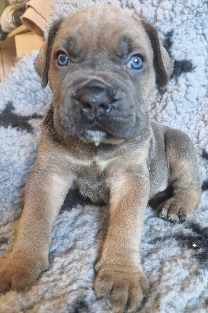 Cerberes Legend - Chiot disponible  - Cane Corso