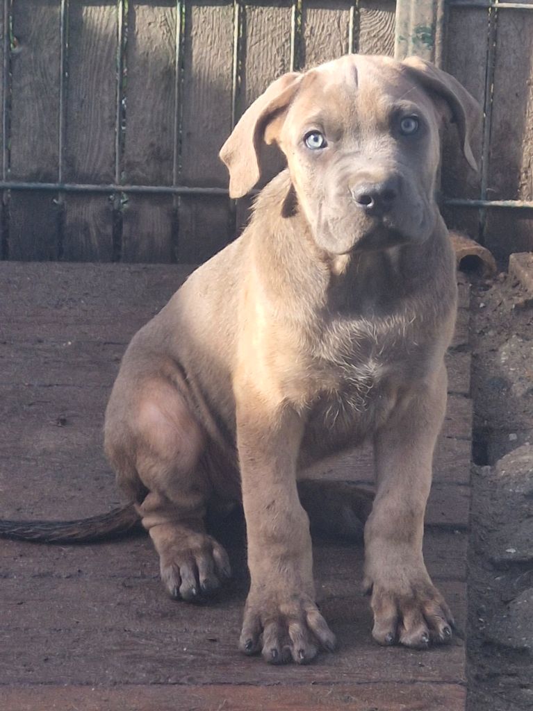 Cerberes Legend - Chiot disponible  - Cane Corso