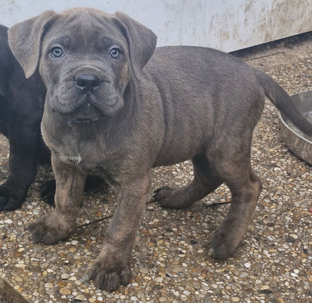 Cerberes Legend - Chiot disponible  - Cane Corso