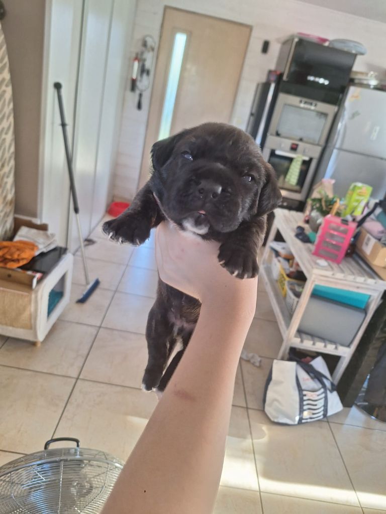 Cerberes Legend - Chiots disponibles - Cane Corso