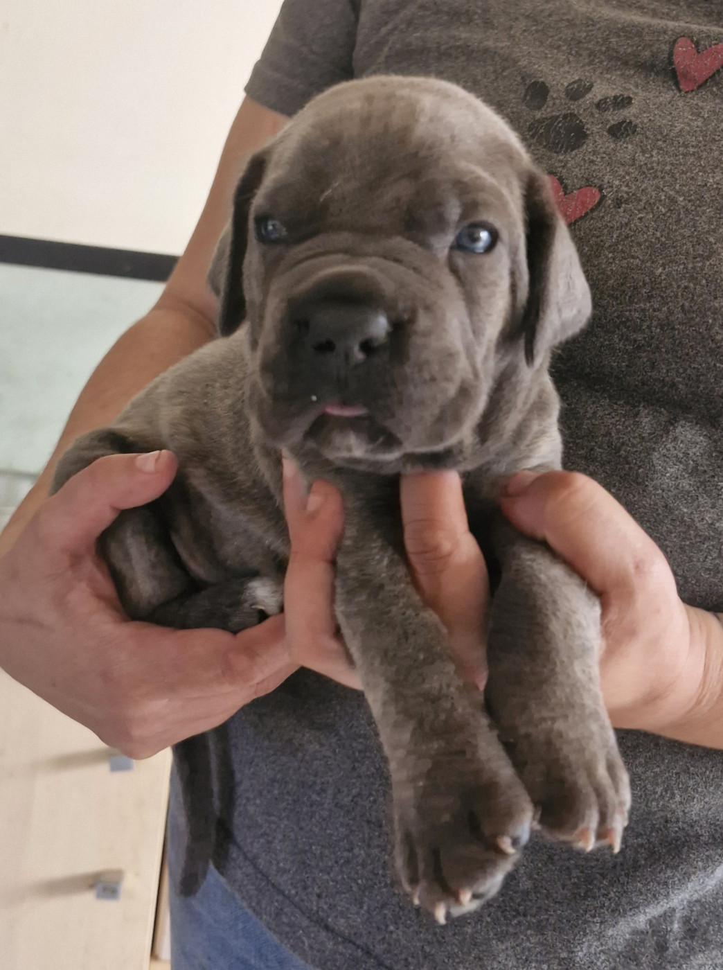 Cerberes Legend - Chiots disponibles - Cane Corso