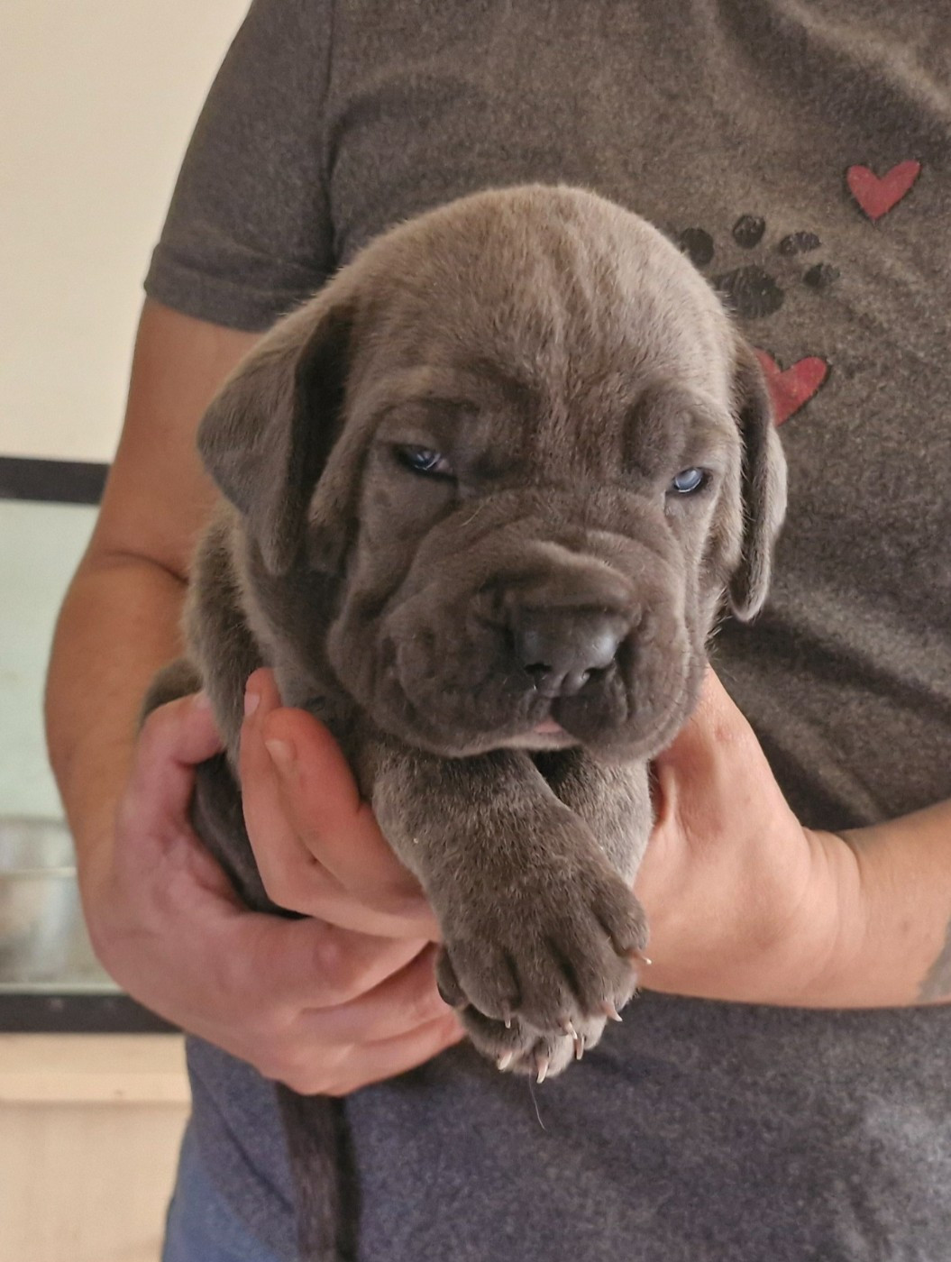 Cerberes Legend - Chiots disponibles - Cane Corso