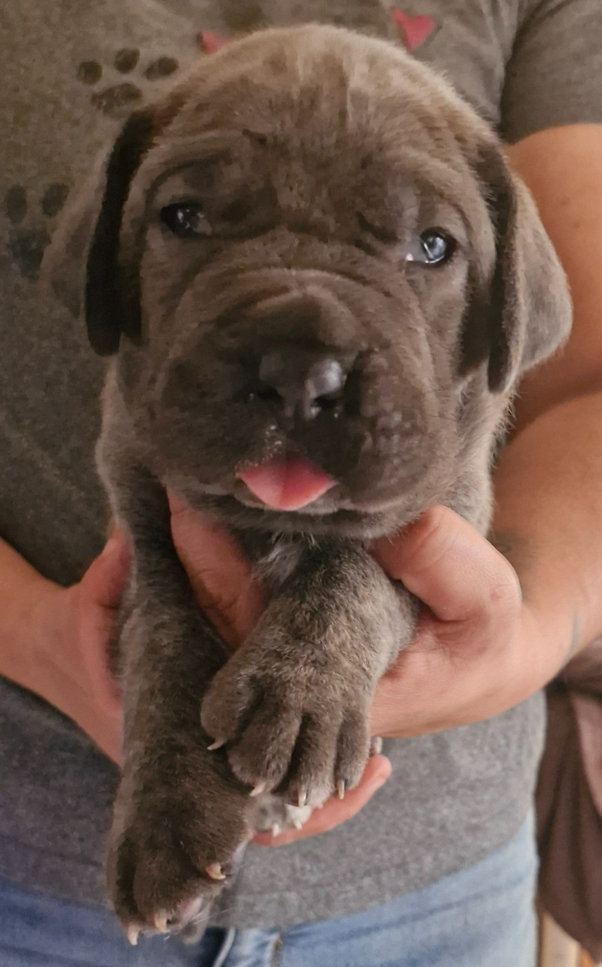 Cerberes Legend - Chiots disponibles - Cane Corso