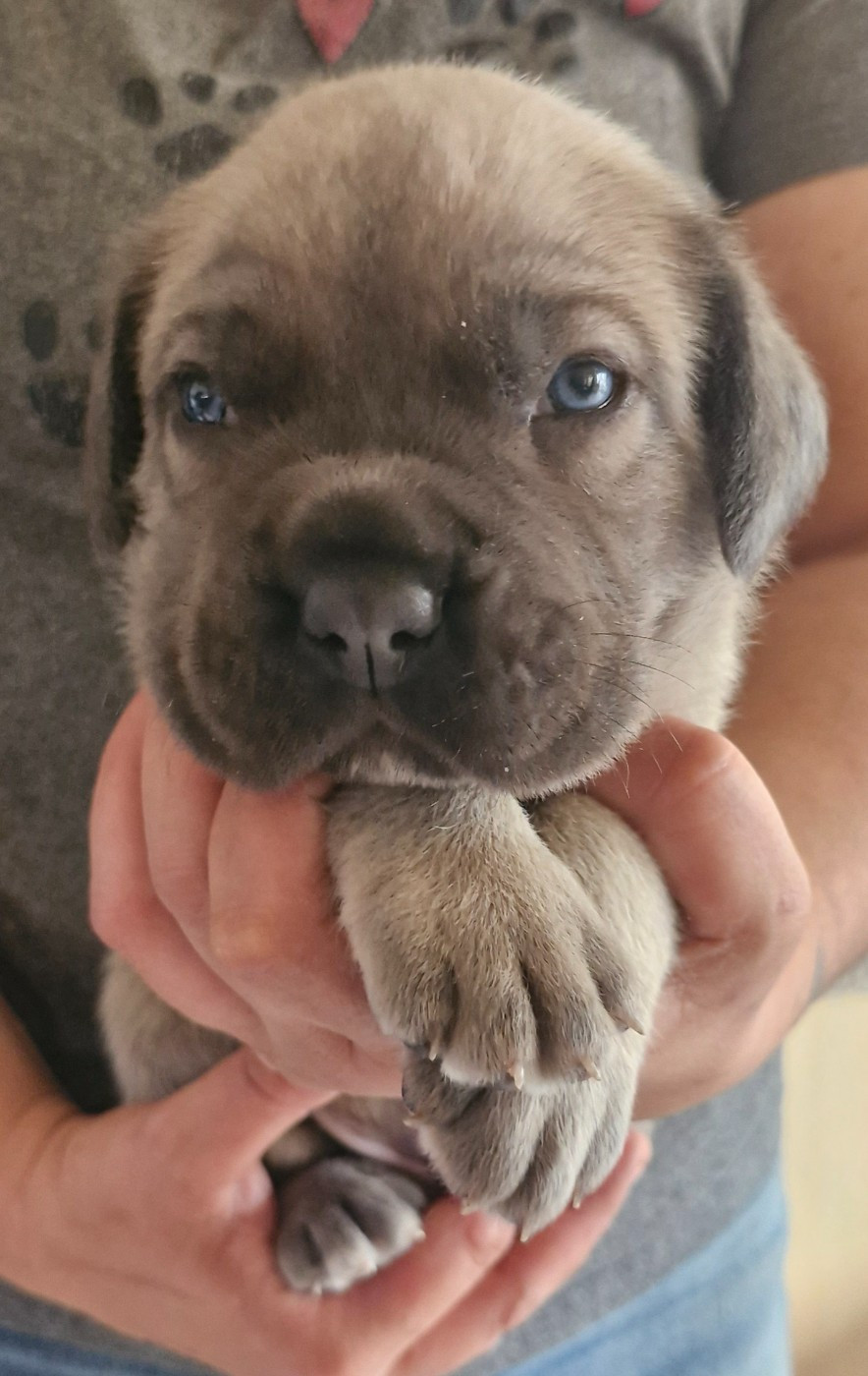 Cerberes Legend - Chiots disponibles - Cane Corso