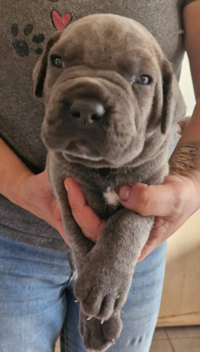 Cerberes Legend - Chiots disponibles - Cane Corso