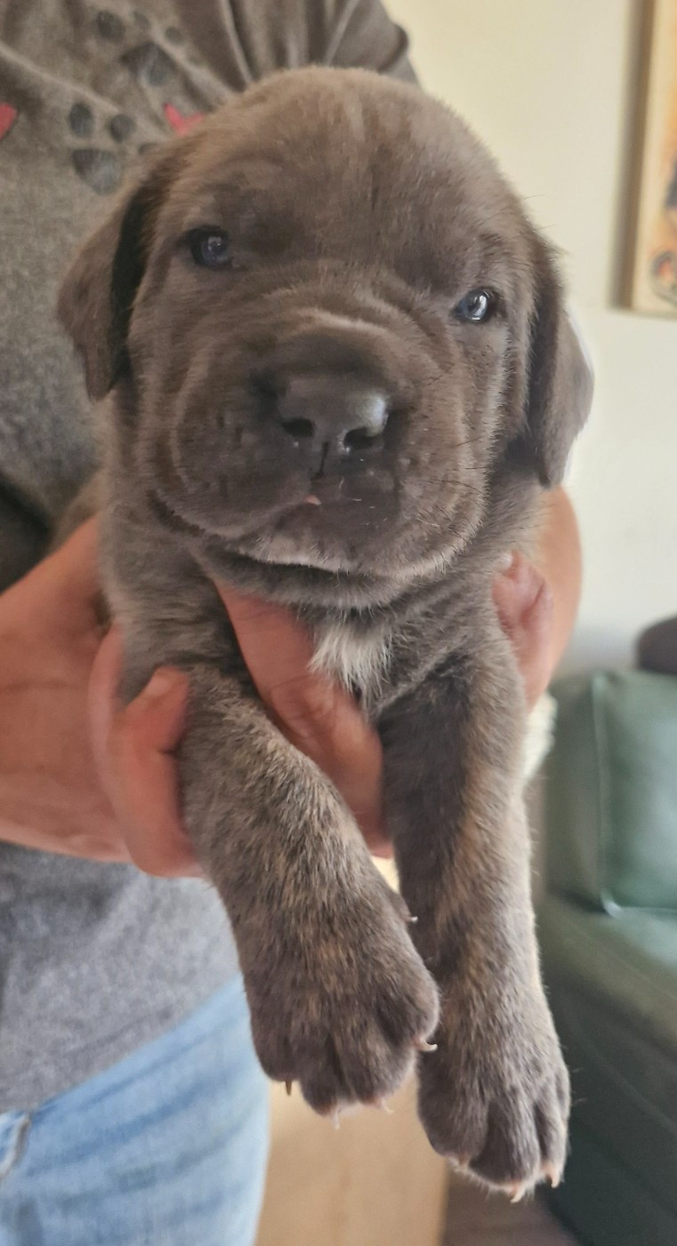 Cerberes Legend - Chiots disponibles - Cane Corso