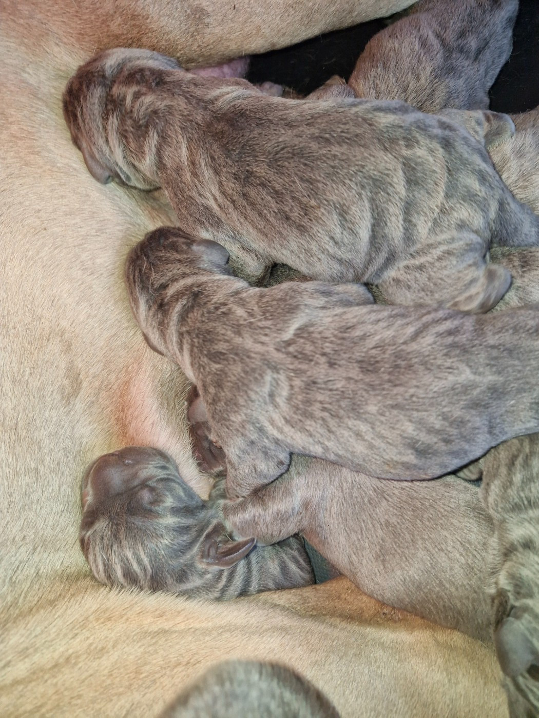 Chiot Cane Corso Cerberes Legend