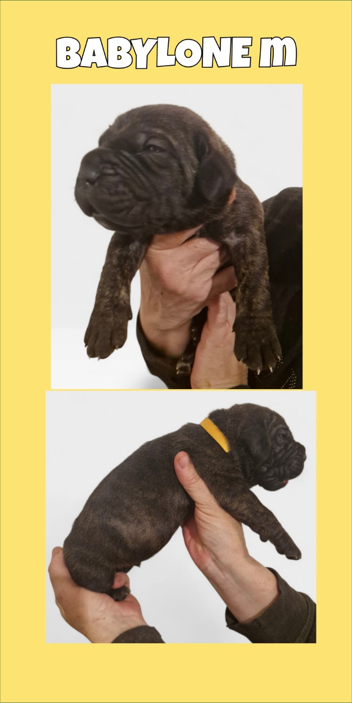 Cerberes Legend - Chiots disponibles - Cane Corso