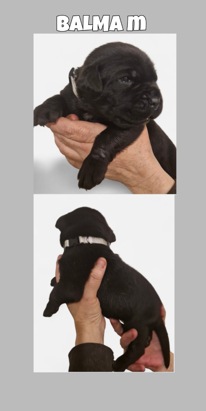 Cerberes Legend - Chiots disponibles - Cane Corso