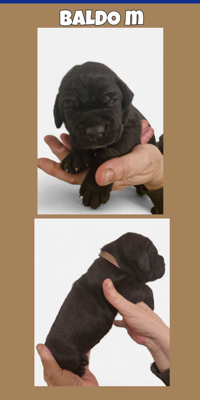 Cerberes Legend - Chiots disponibles - Cane Corso