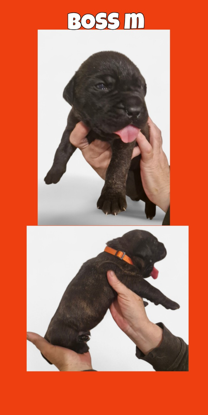 Cerberes Legend - Chiots disponibles - Cane Corso