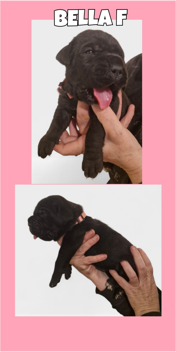 Cerberes Legend - Chiots disponibles - Cane Corso