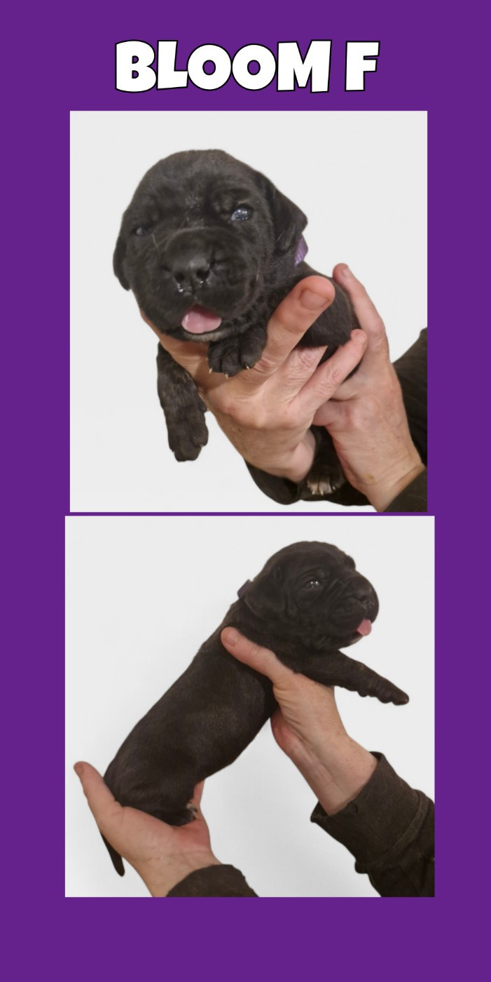 Cerberes Legend - Chiots disponibles - Cane Corso