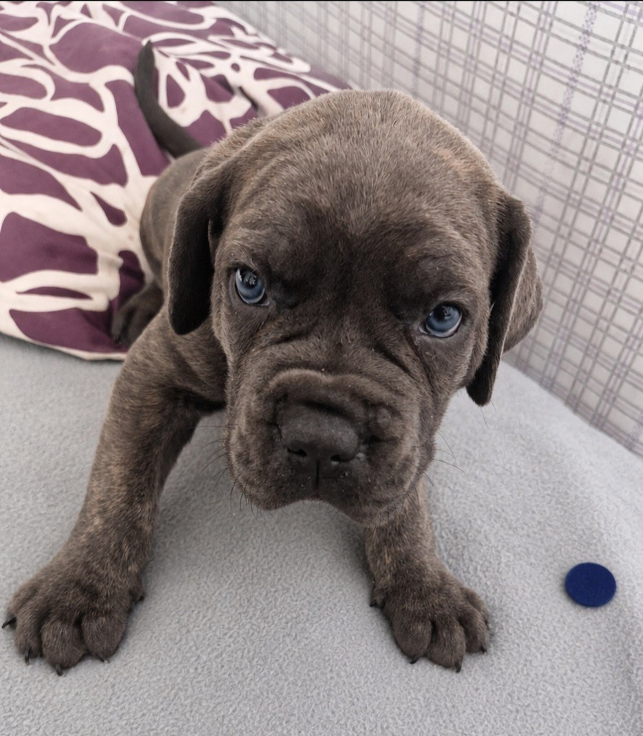 Cerberes Legend - Chiots disponibles - Cane Corso