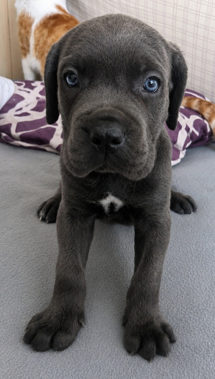 Cerberes Legend - Chiots disponibles - Cane Corso