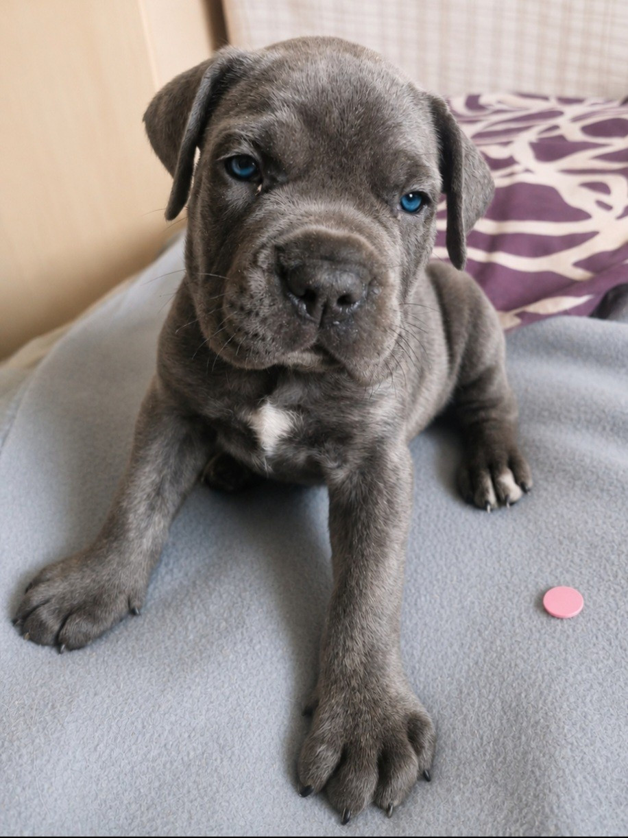Cerberes Legend - Chiots disponibles - Cane Corso