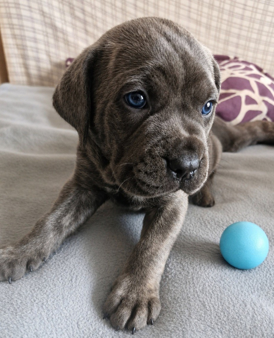 Cerberes Legend - Chiots disponibles - Cane Corso