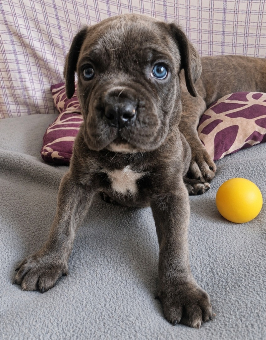 Cerberes Legend - Chiots disponibles - Cane Corso
