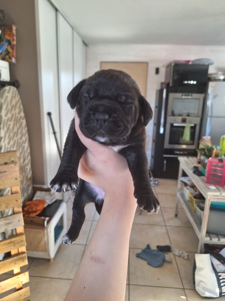 Cerberes Legend - Chiots disponibles - Cane Corso