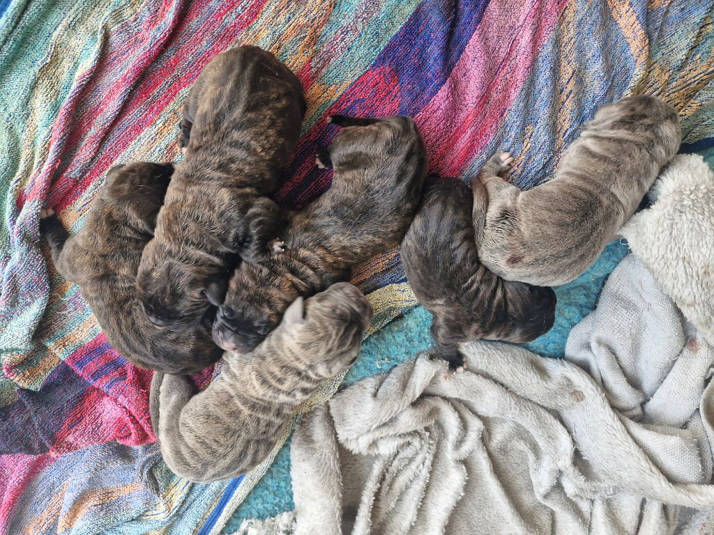 Chiot Cane Corso Cerberes Legend