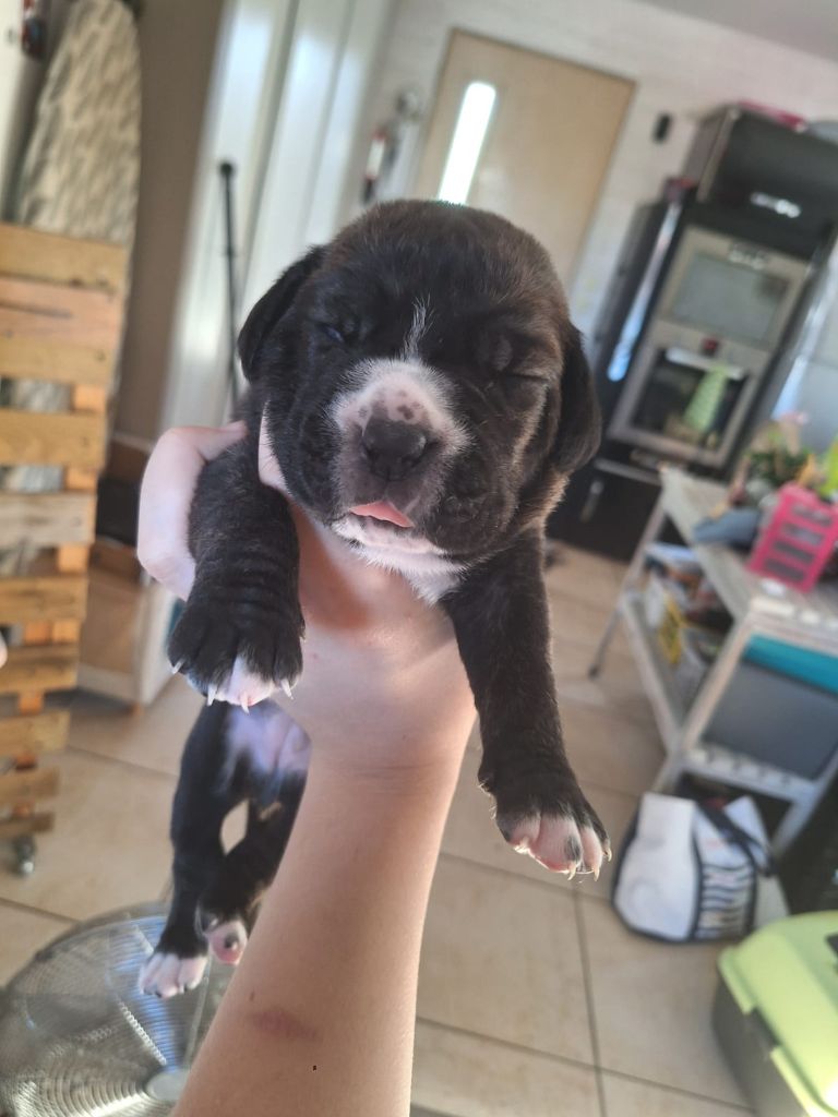 Cerberes Legend - Chiots disponibles - Cane Corso