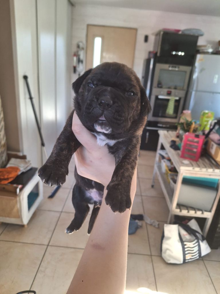 Cerberes Legend - Chiots disponibles - Cane Corso