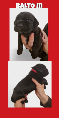 BALTO