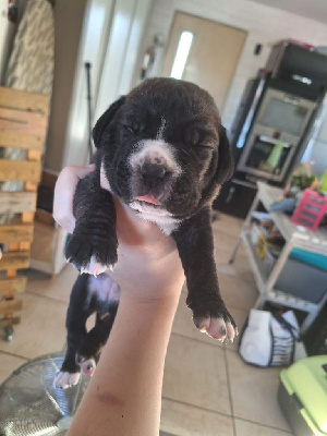 CHIOT 3