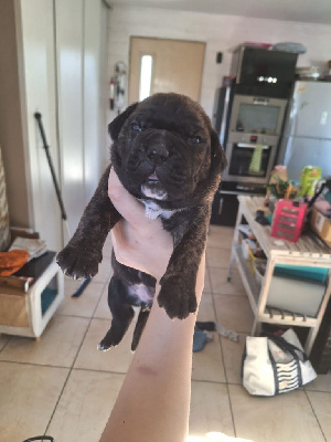 CHIOT 6